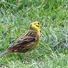 der Goldammer (Emberiza citrinella)...