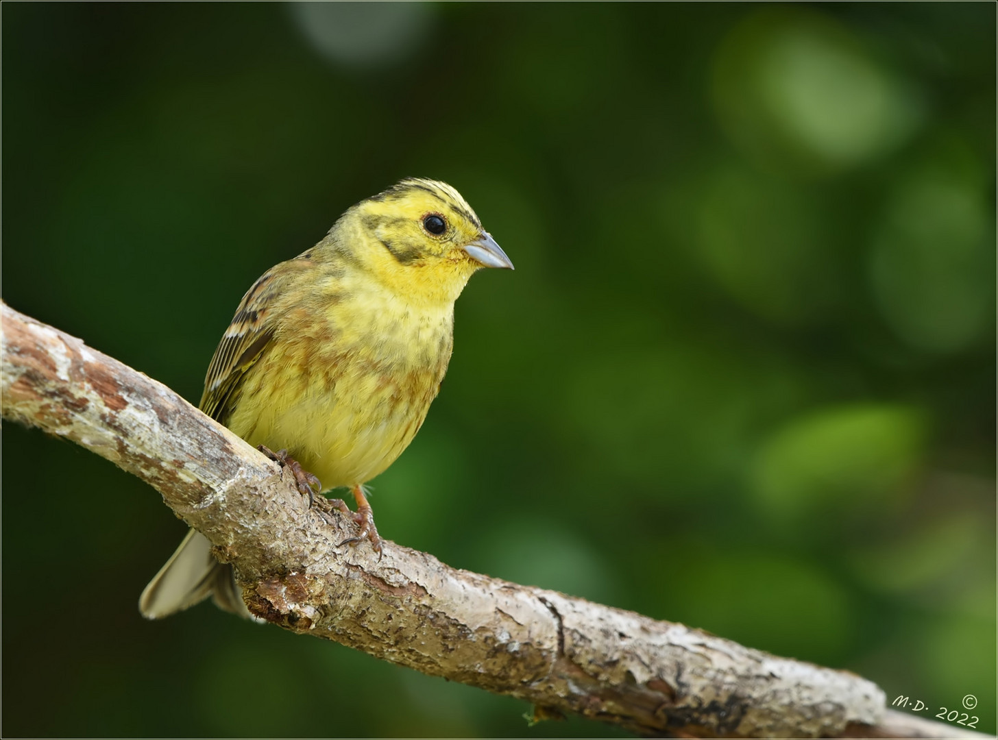 Der Goldammerhahn ...