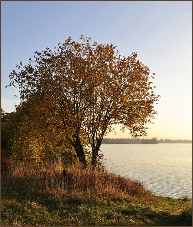 der Goldbaum