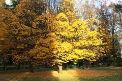 der "Gold"baum