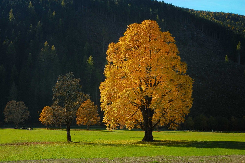 Der Goldbaum