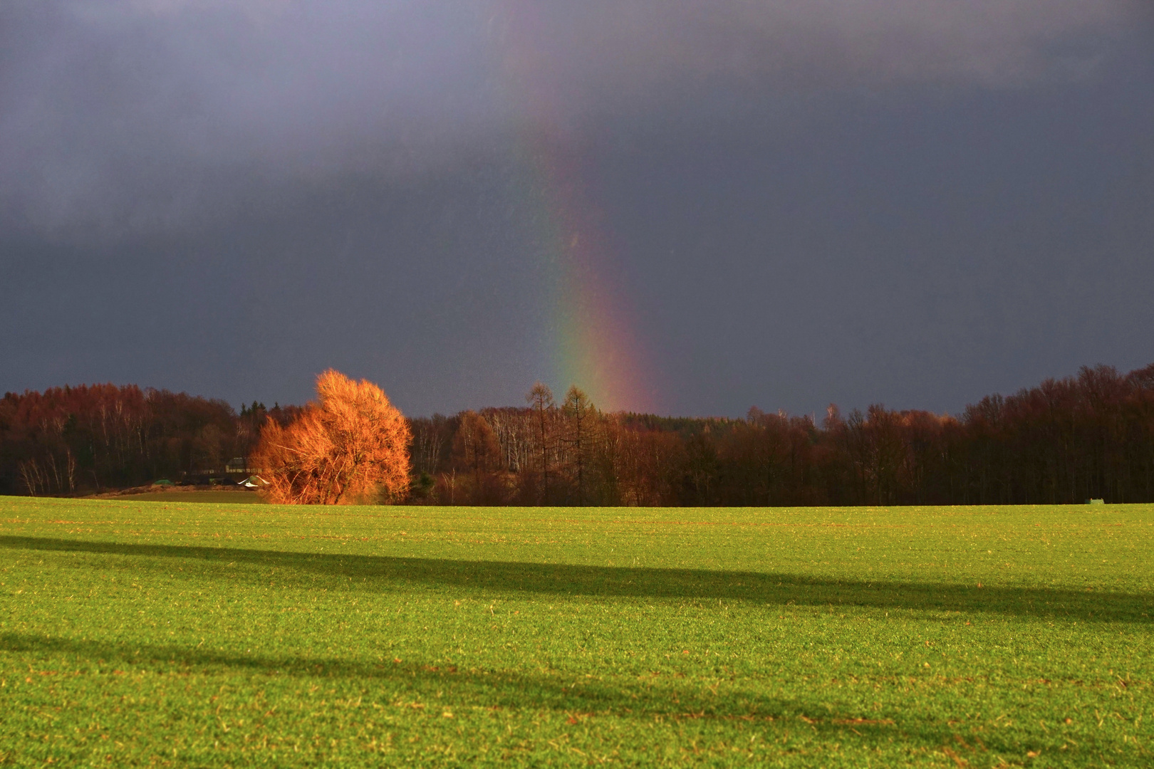 Der "Goldbaum" von Schönbach mit Regenbogen