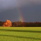 Der "Goldbaum" von Schönbach mit Regenbogen