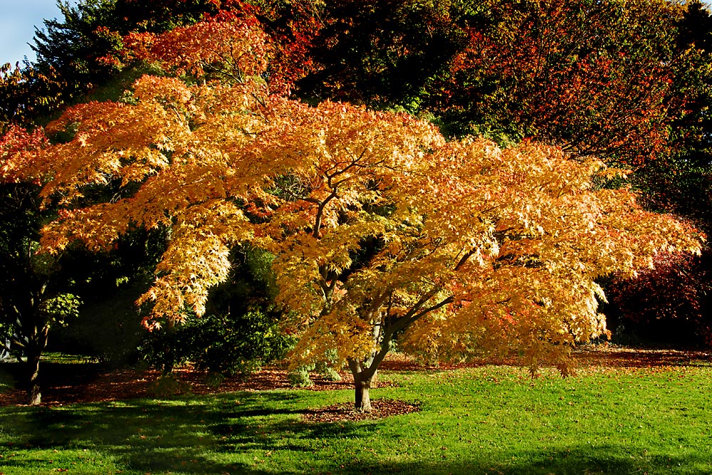 Der goldene Baum