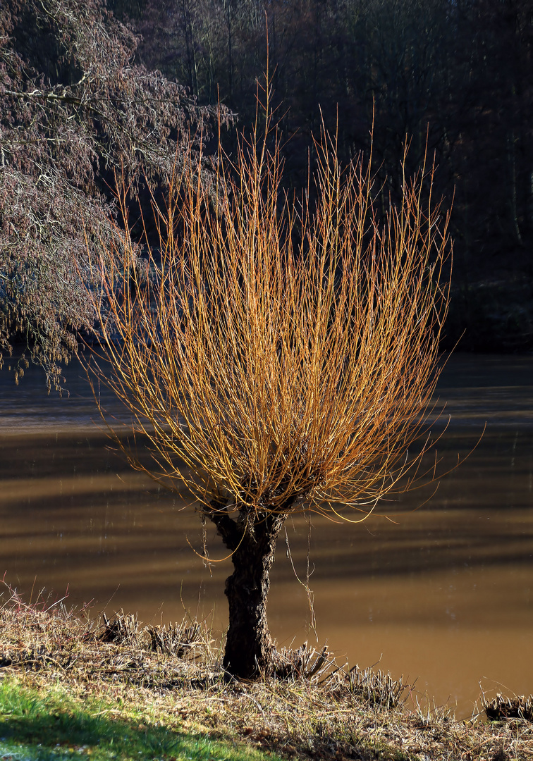 der goldene baum