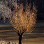 der goldene baum