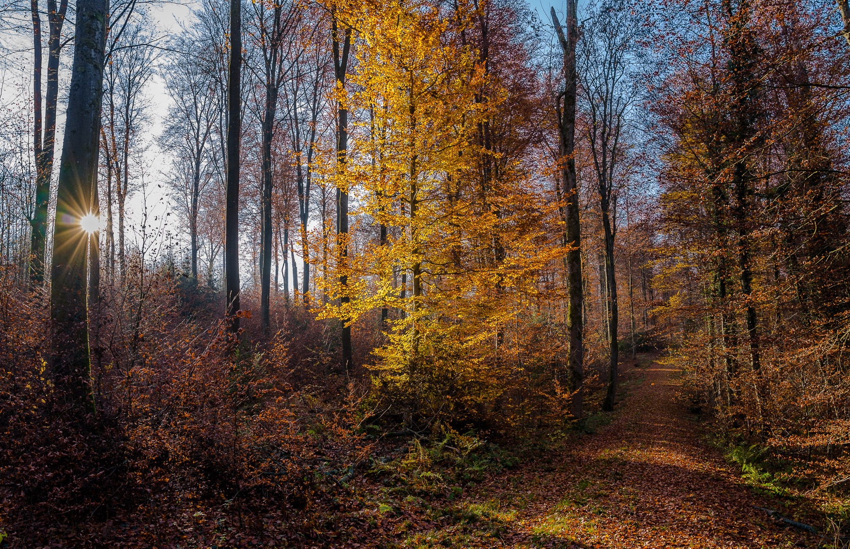 Der goldene Baum