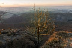 Der goldene Baum