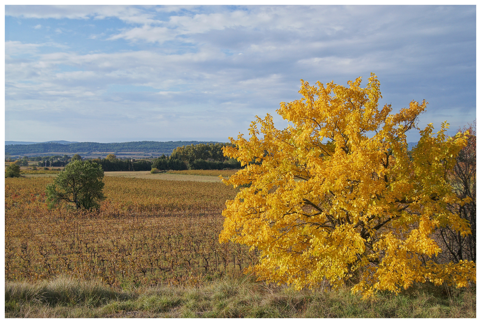 Der goldene Baum - L'arbre d'or