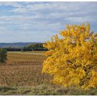 Der goldene Baum - L'arbre d'or