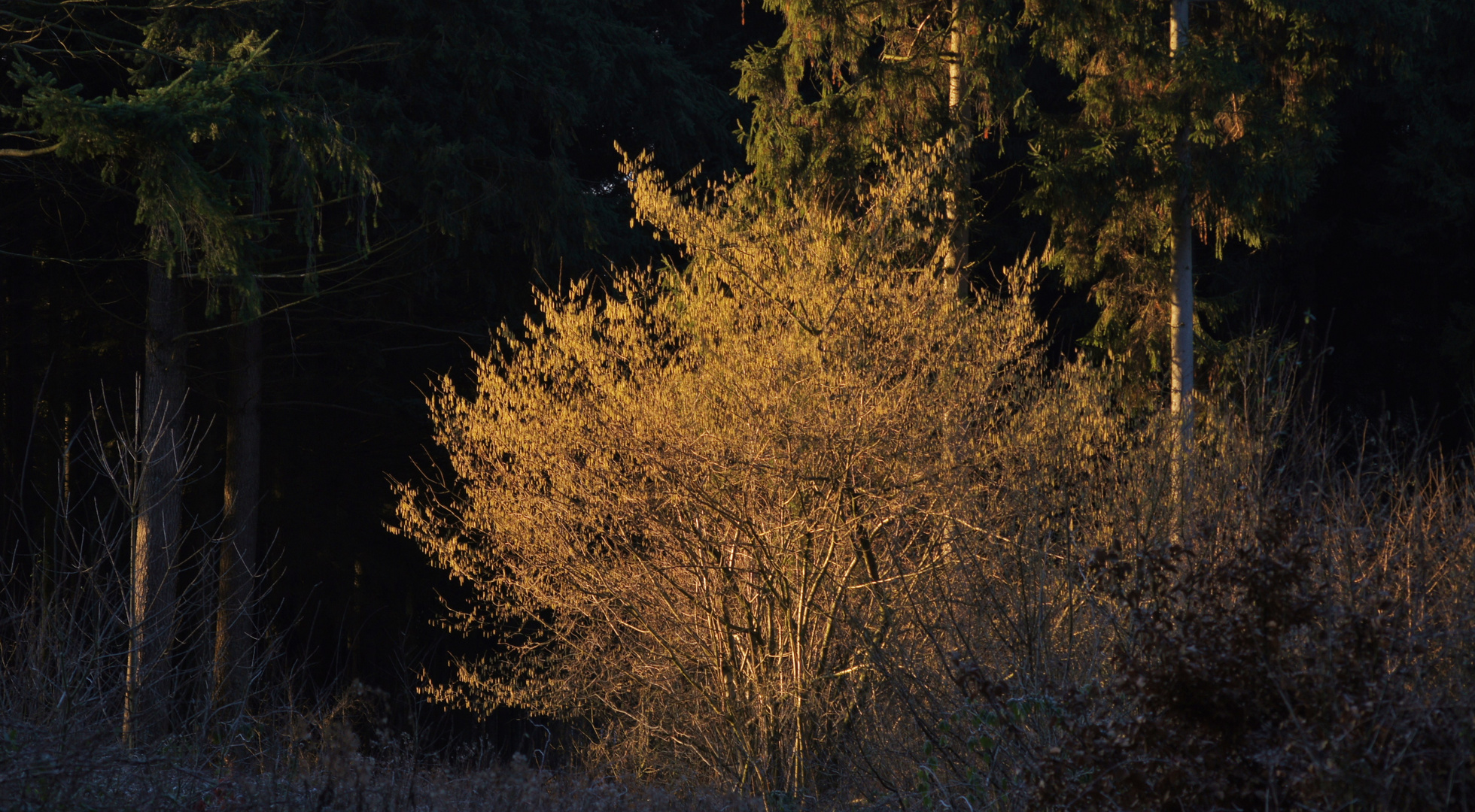 Der goldene Busch 2