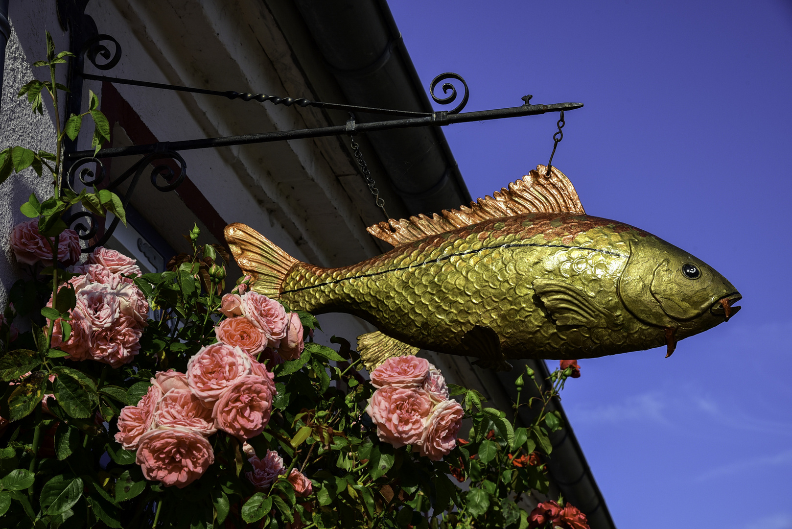 der goldene Fisch