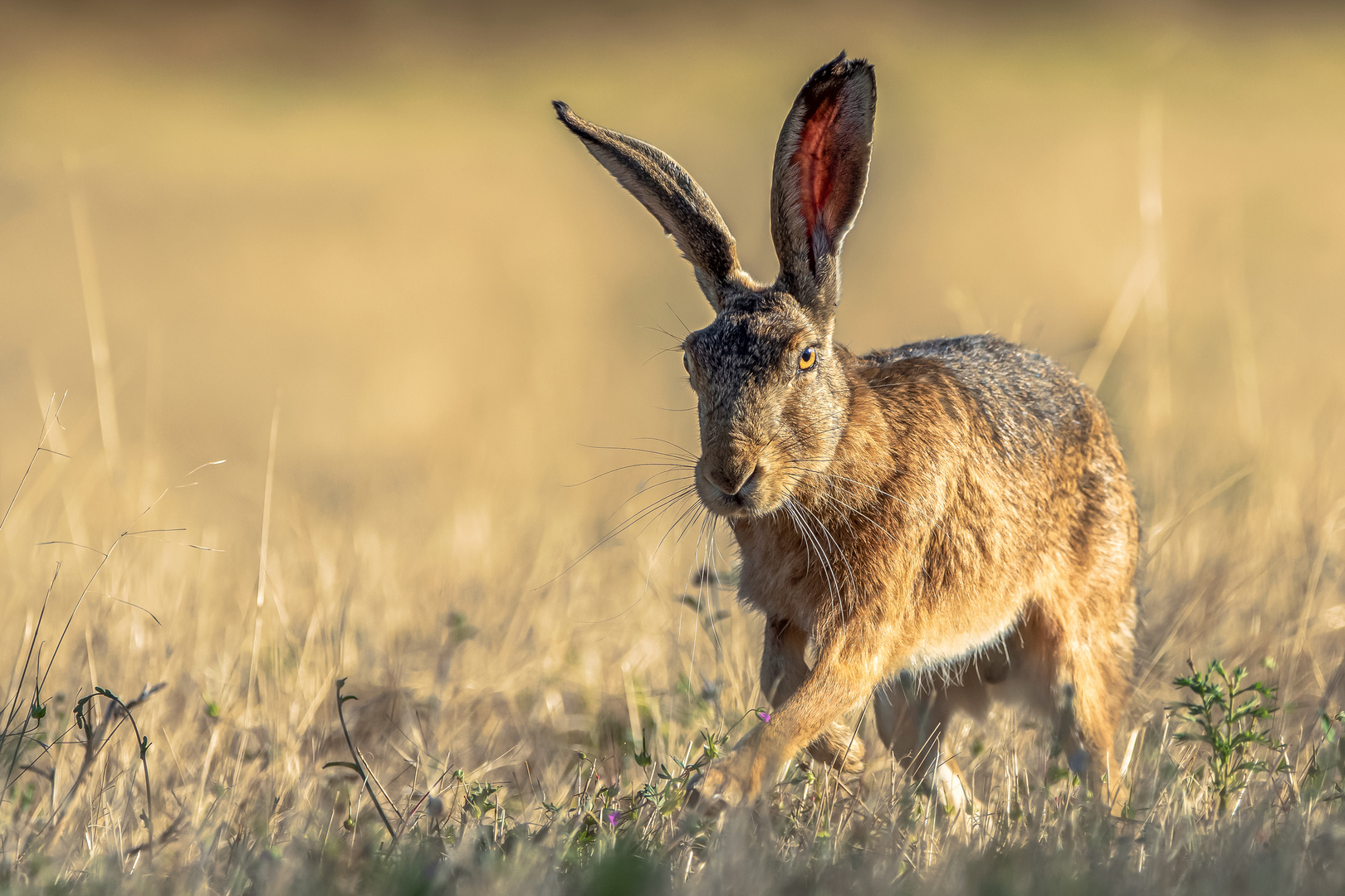 Der goldene Hase....