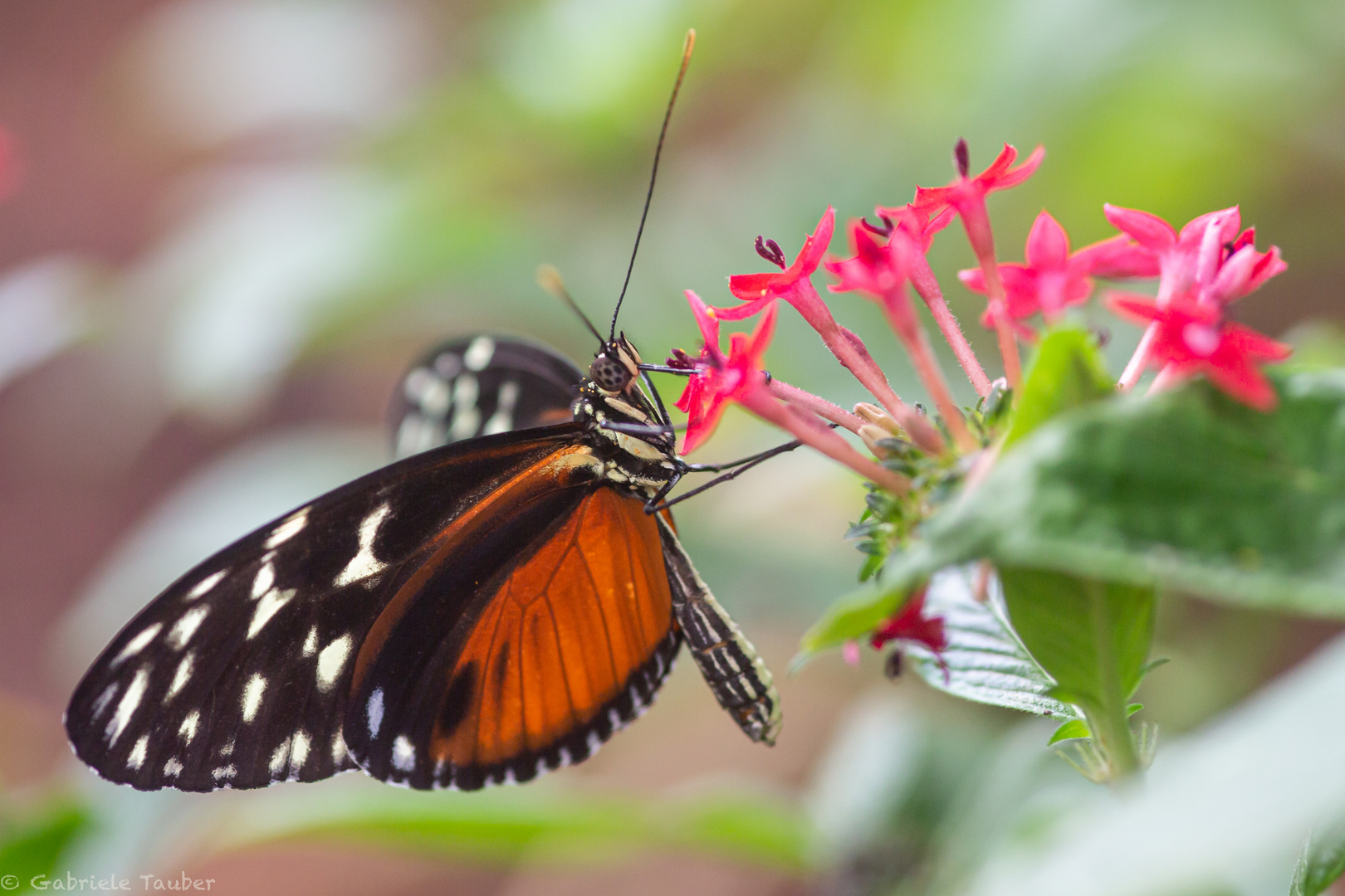 der Goldene Hekale, Heliconius hecale zuleika