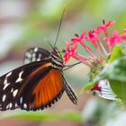 der Goldene Hekale, Heliconius hecale zuleika