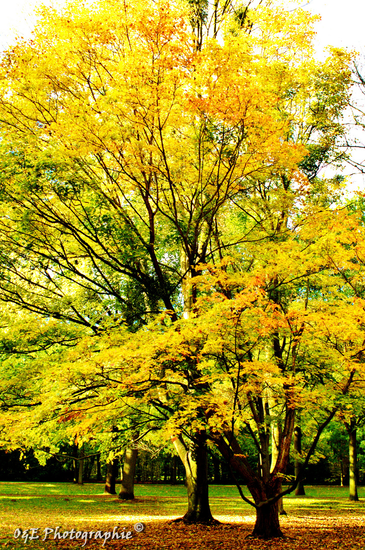 Der Goldene Herbst...