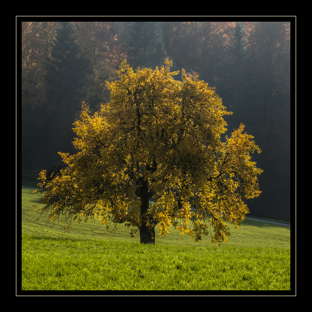 Der goldene Herbst