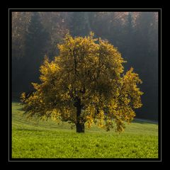 Der goldene Herbst