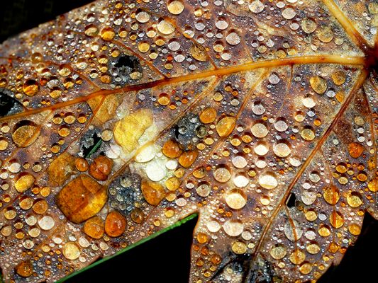 Der goldene Herbst ...