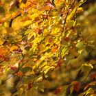 Der goldene Herbst