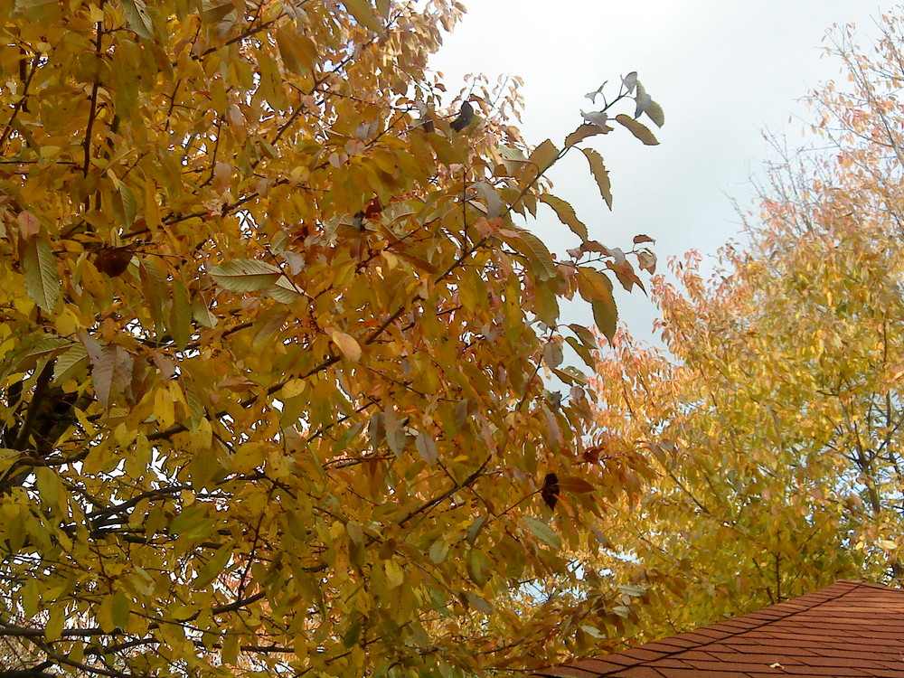 Der goldene Herbst