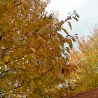 Der goldene Herbst