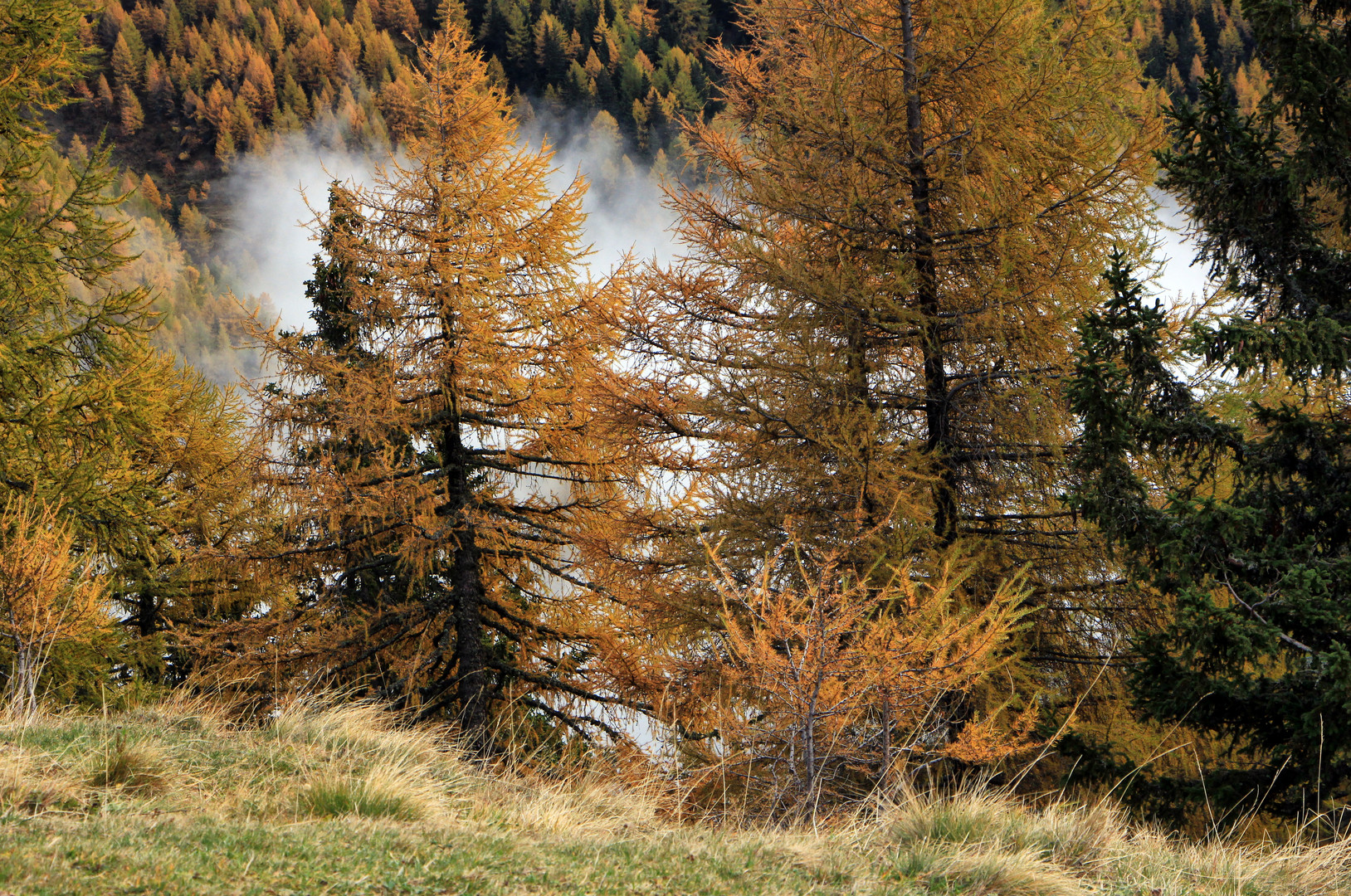 der goldene Herbst