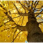 Der "Goldene Herbst"....
