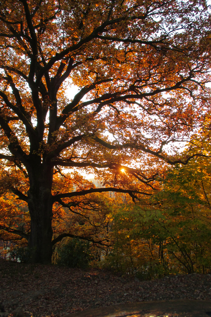 Der goldene Herbst