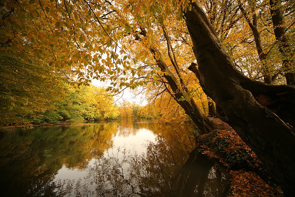 Der goldene Herbst