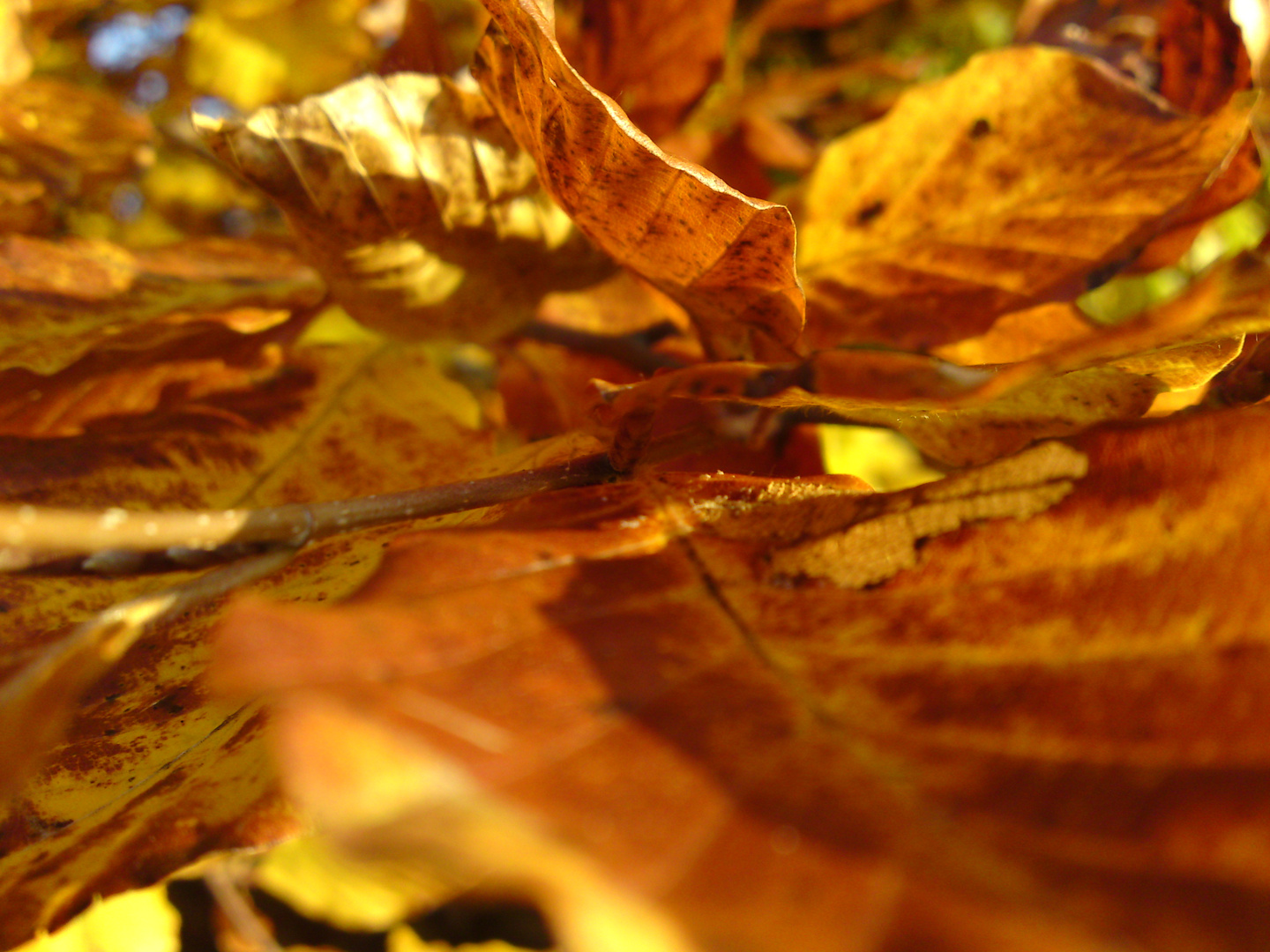 der goldene Herbst