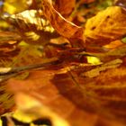 der goldene Herbst