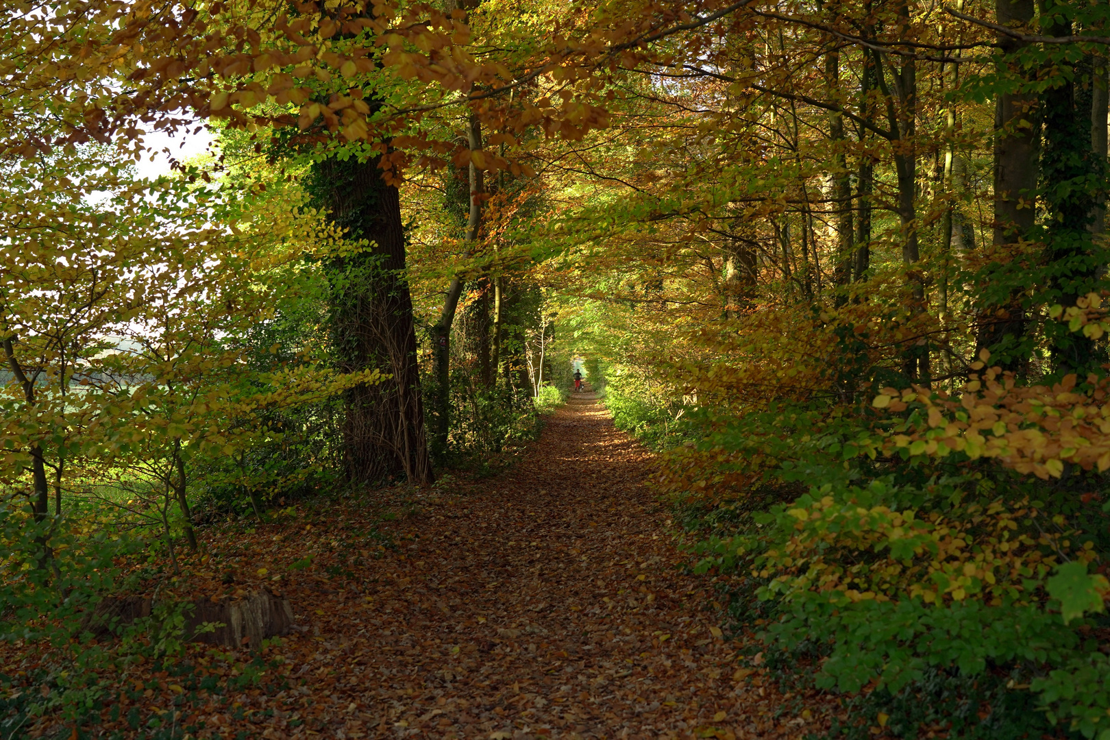 der goldene Herbst