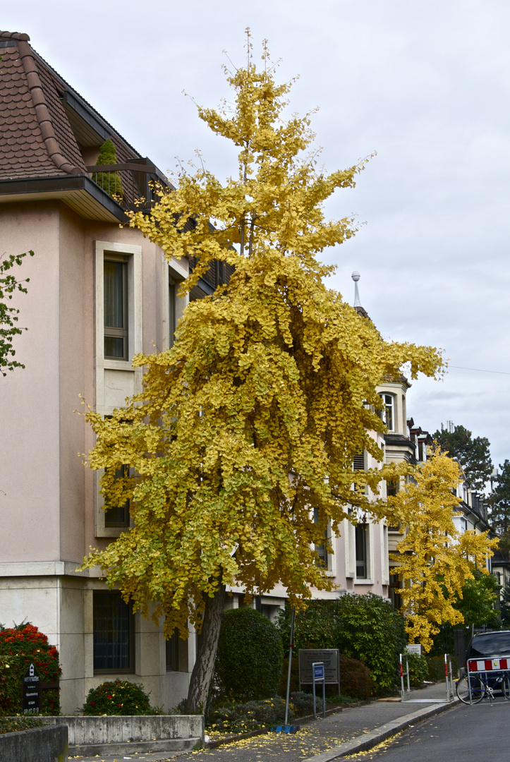 der goldene Herbst