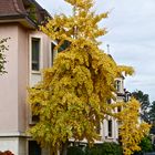 der goldene Herbst