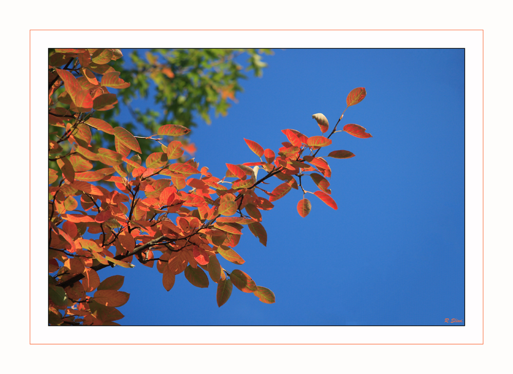 Der goldene Herbst