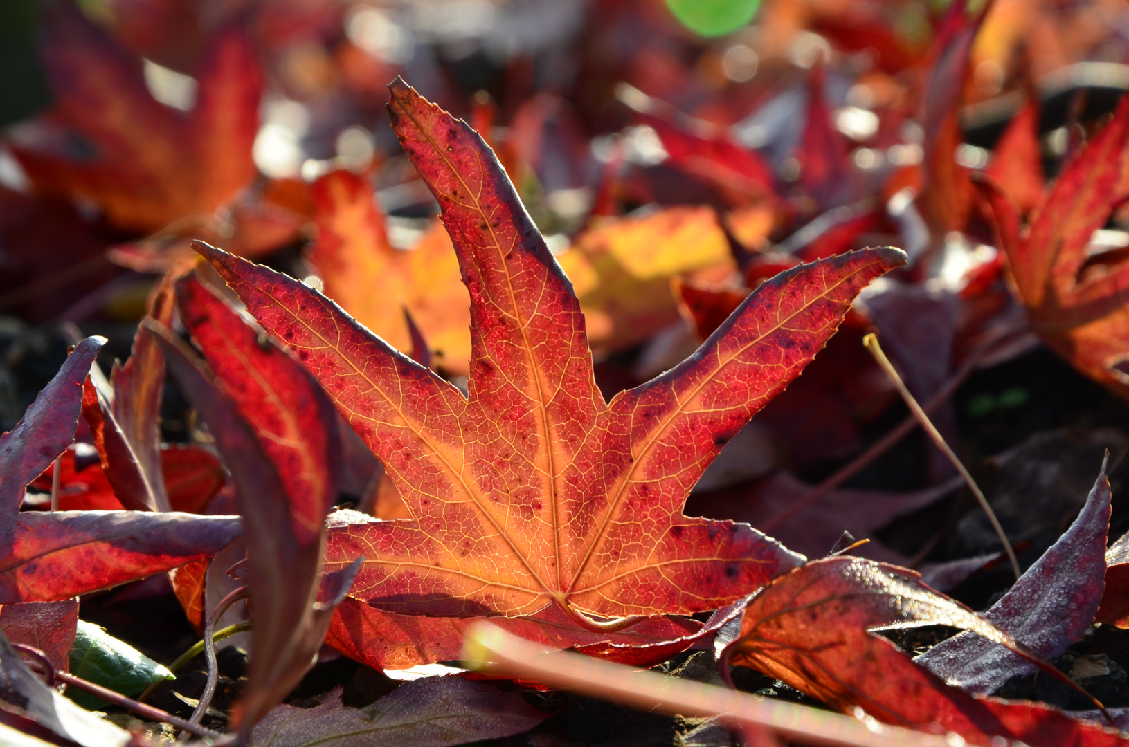 Der goldene Herbst