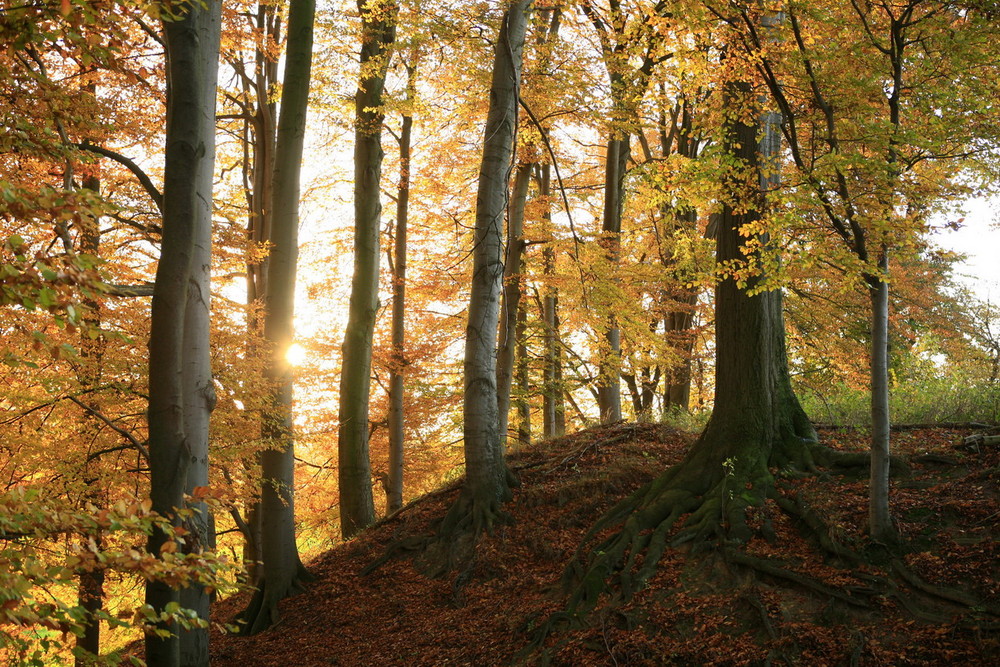 Der Goldene Herbst