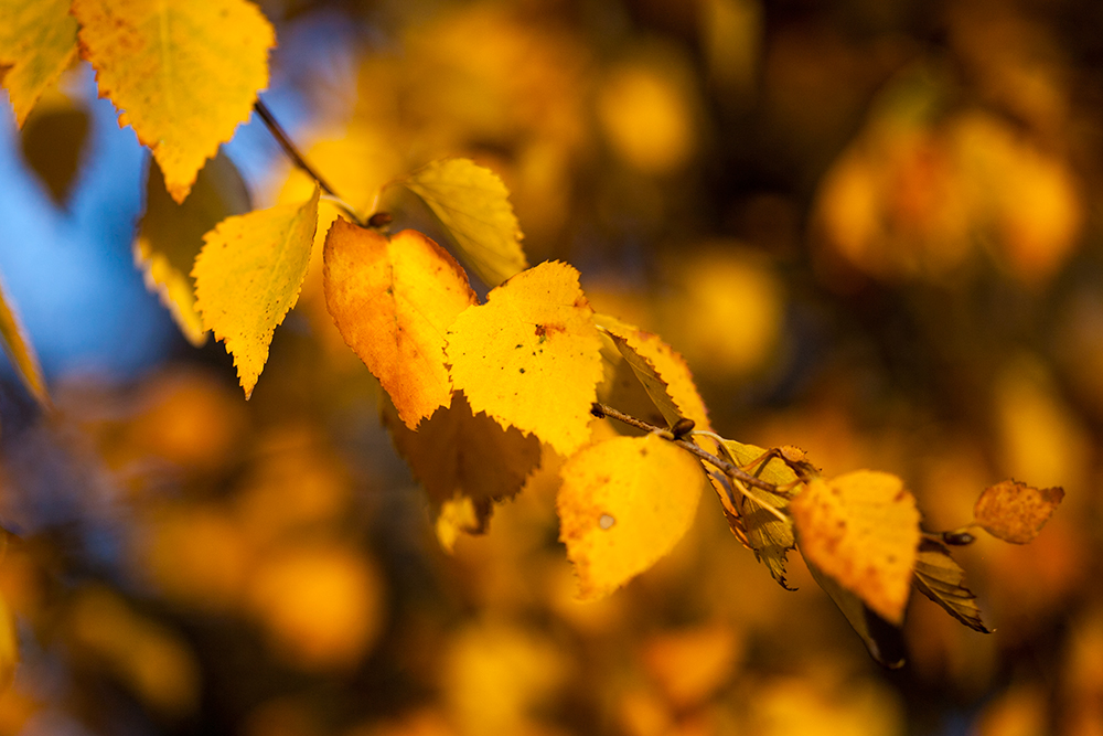 ...der goldene Herbst....