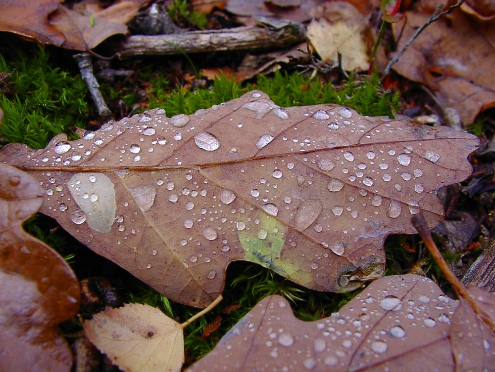 Der goldene Herbst ....