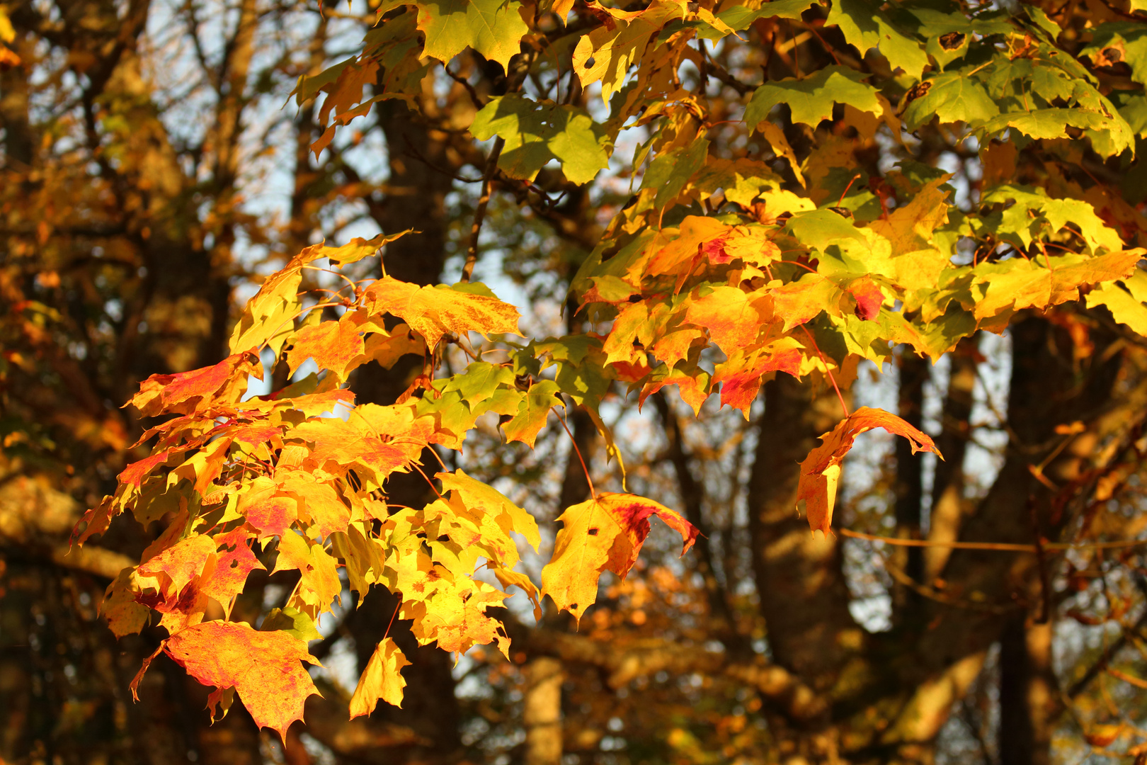 Der Goldene Herbst