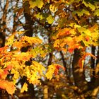 Der Goldene Herbst