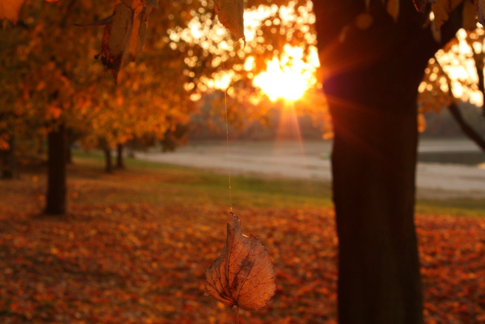 Der goldene Herbst