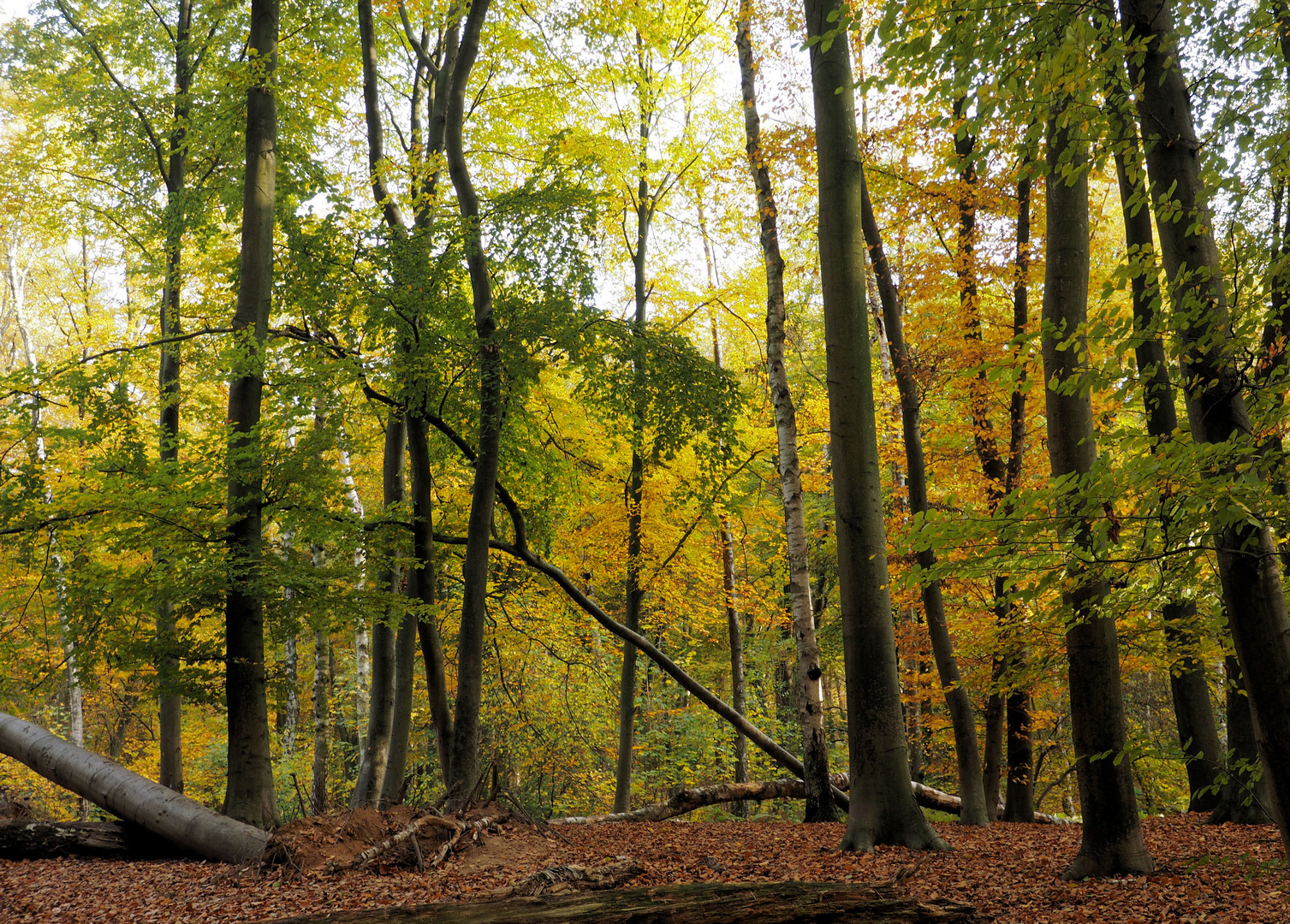 Der goldene Herbst ...