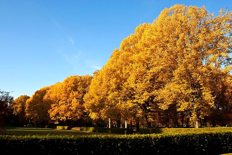 Der goldene Herbst