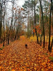 Der goldene Herbst