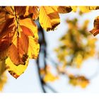 der goldene Herbst