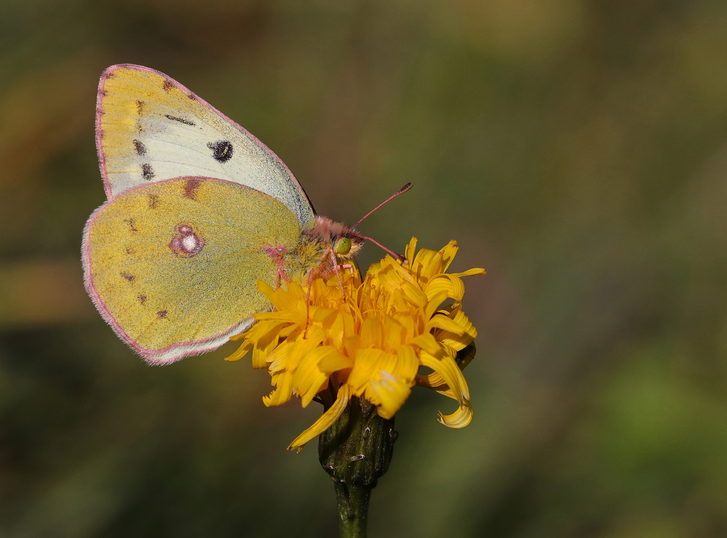 Der goldene Herbst