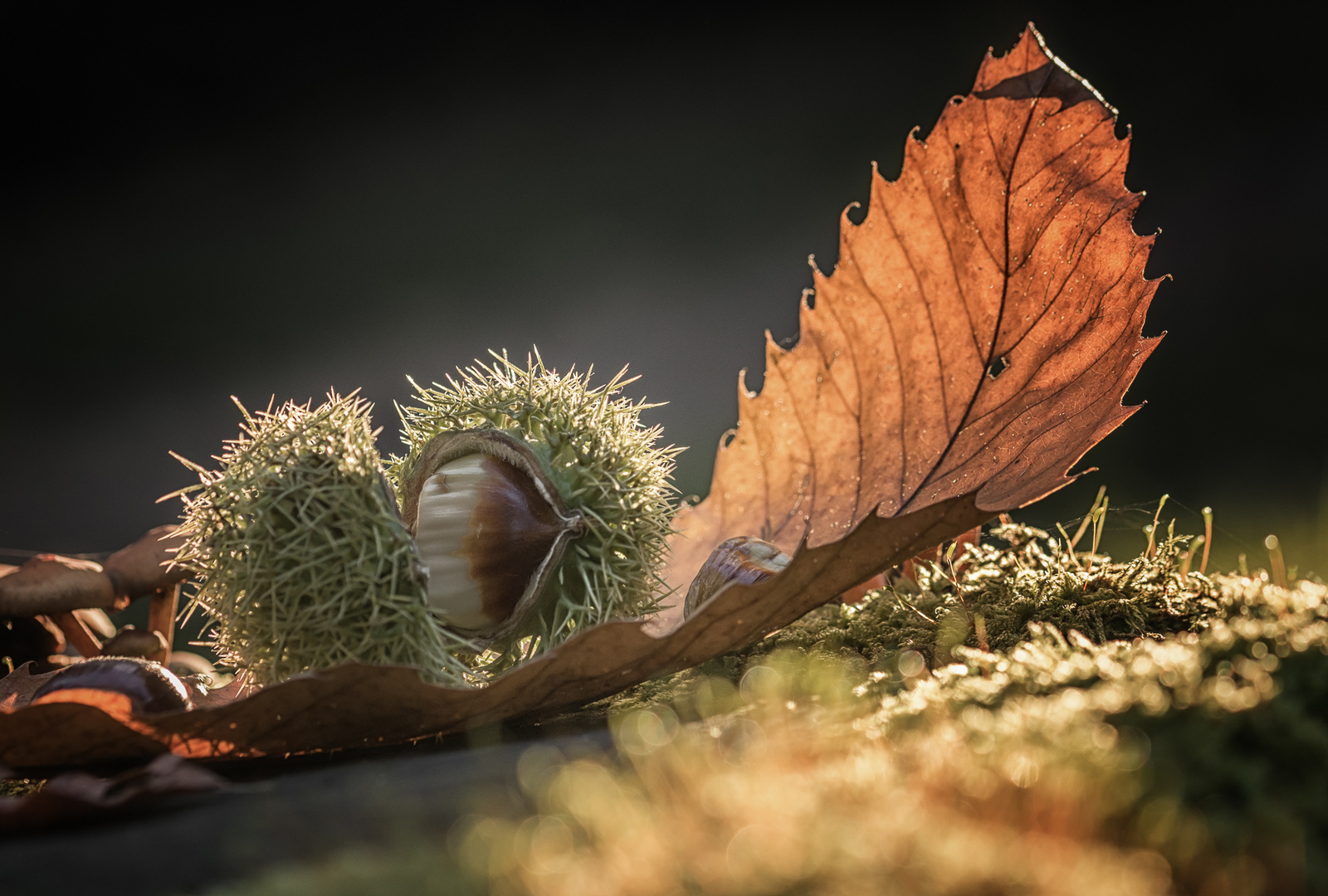 Der goldene Herbst