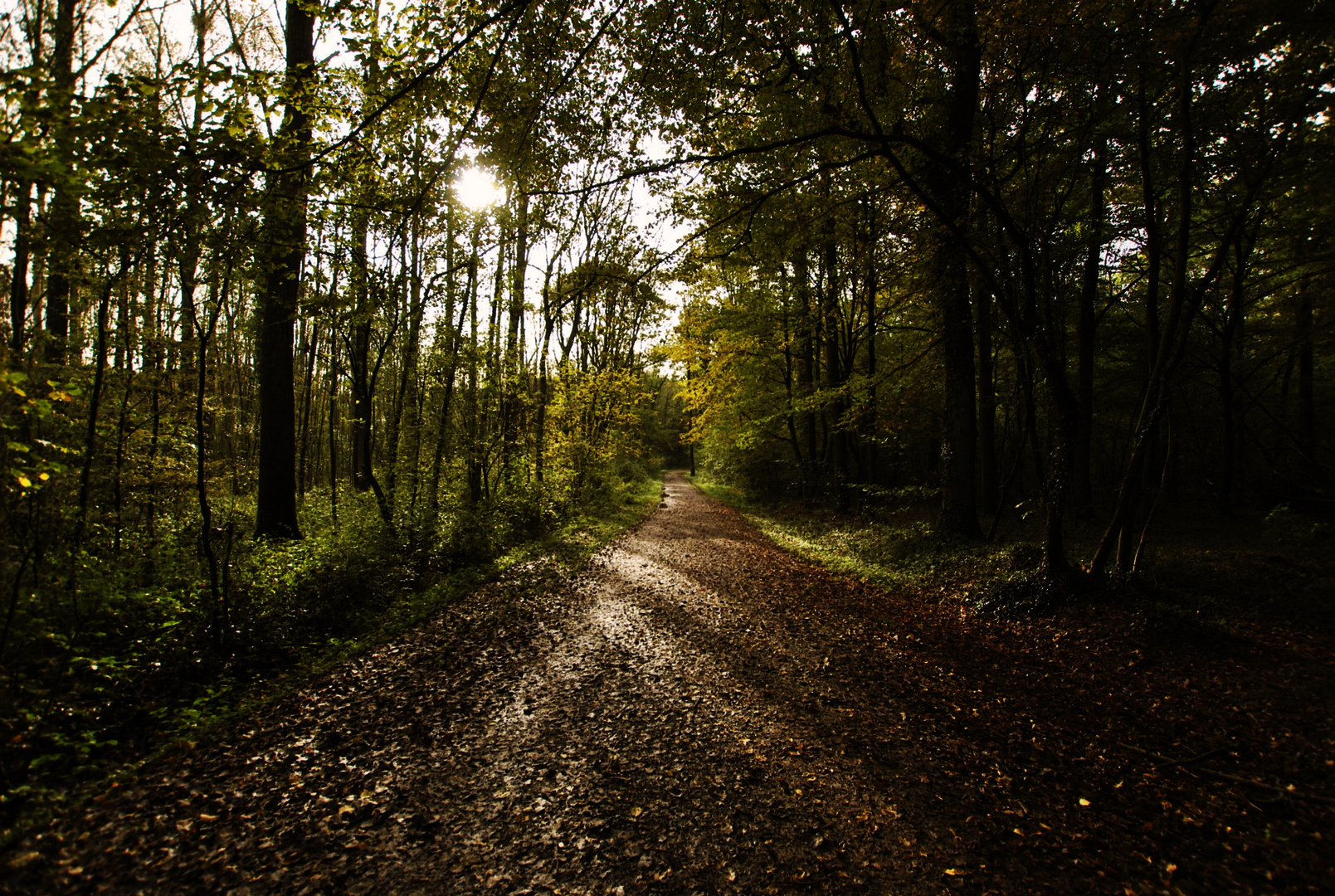 Der goldene Herbst